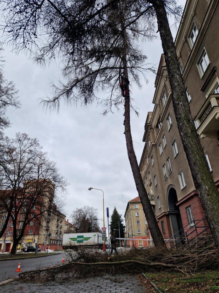 postupné kácení modřínu Havířov